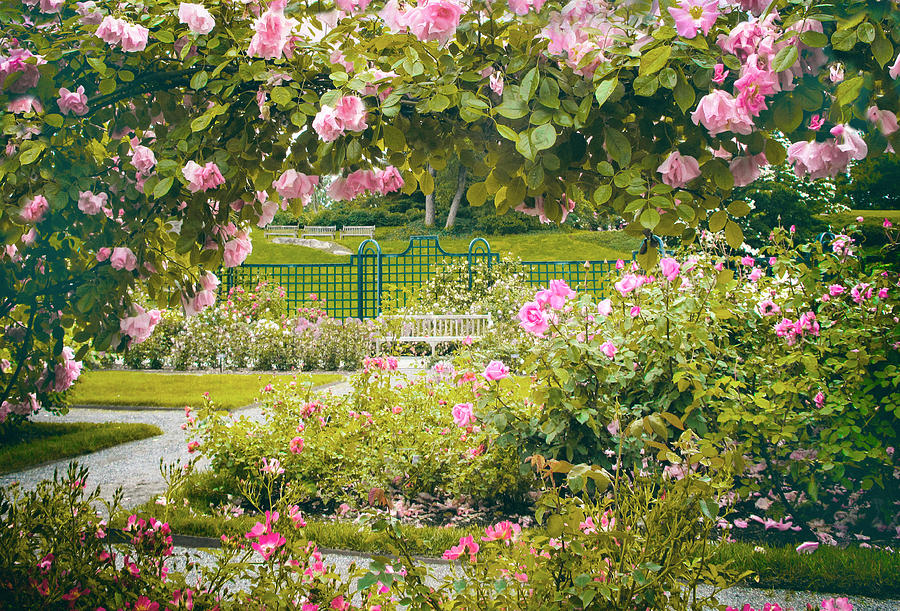 Rose Garden Embrace Photograph by Jessica Jenney