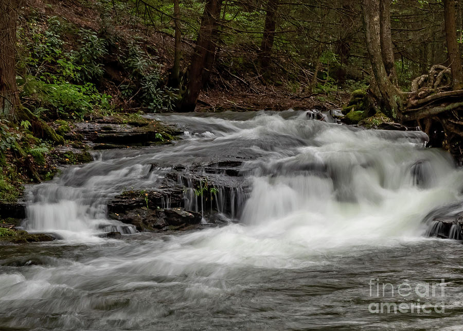 Tree Photograph - Wykoff Run Falls by Holly April Harris
