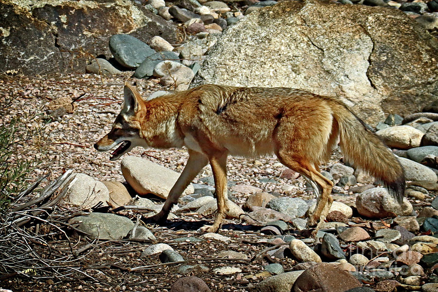 Wylie coyote Photograph by Bob Hislop