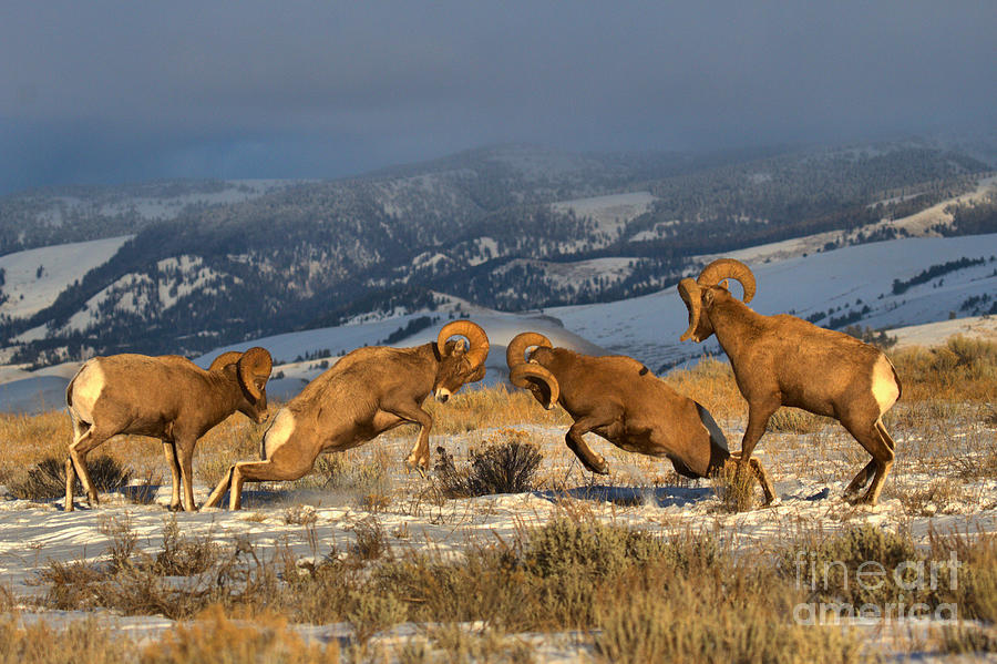 Grand Teton National Park Photograph - Wyoming Bighorn Brawlers by Adam Jewell