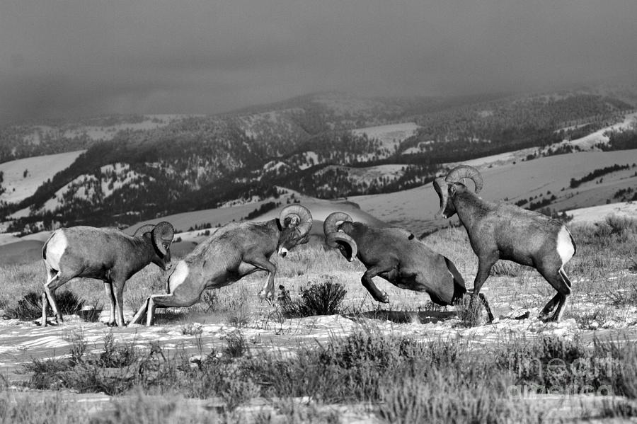 Wyoming Bighorn Brawlers Black And White Photograph by Adam Jewell