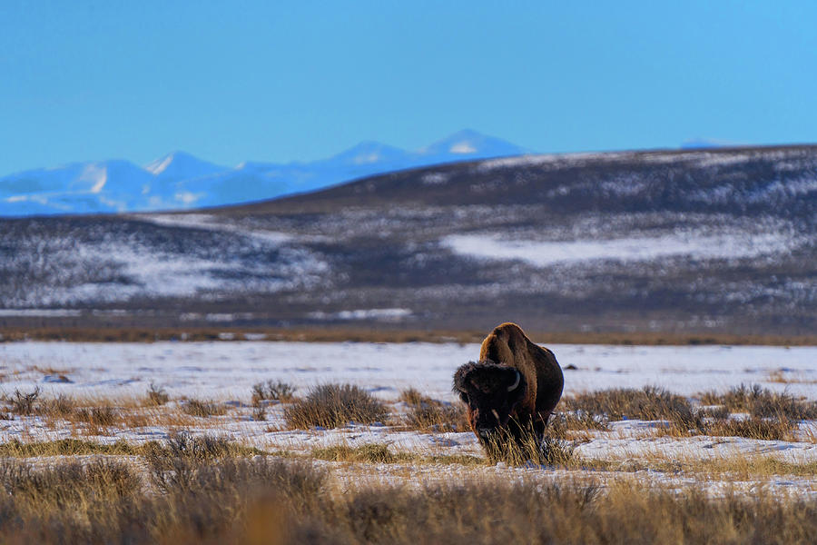 Wyoming Bison Photograph By Julieta Belmont Fine Art America   Wyoming Bison Julieta Belmont 