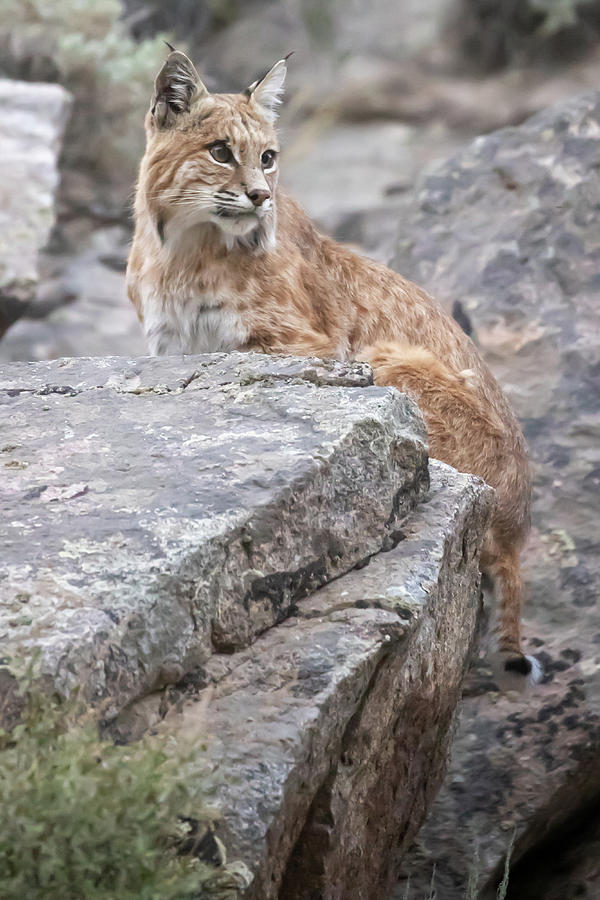 Wyoming Bobcat Photograph By Greg Bergquist Fine Art America 0769