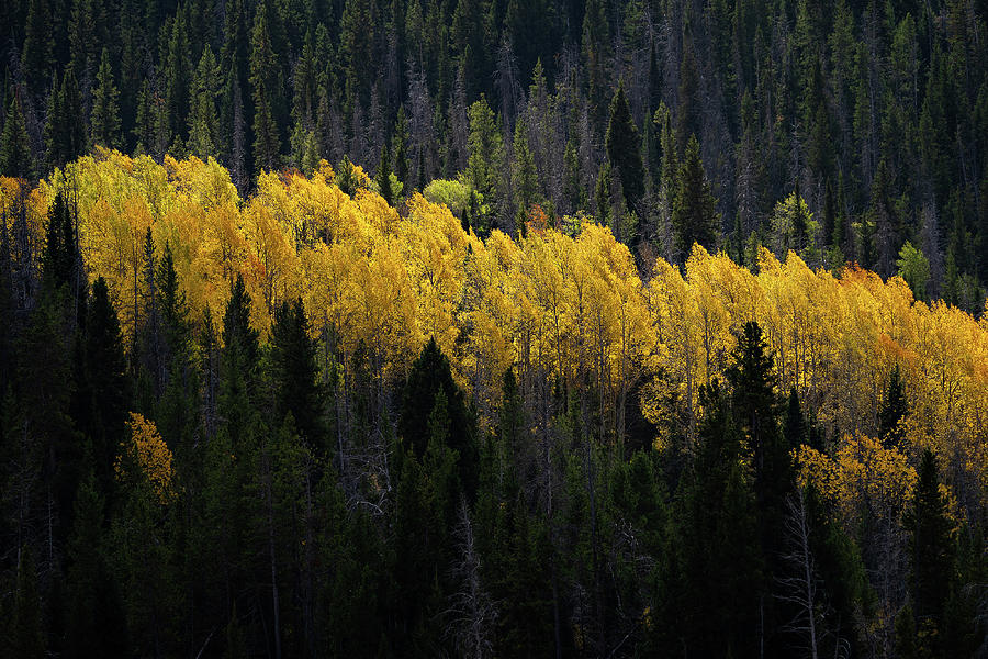 Wyoming Fall  Photograph by Julieta Belmont