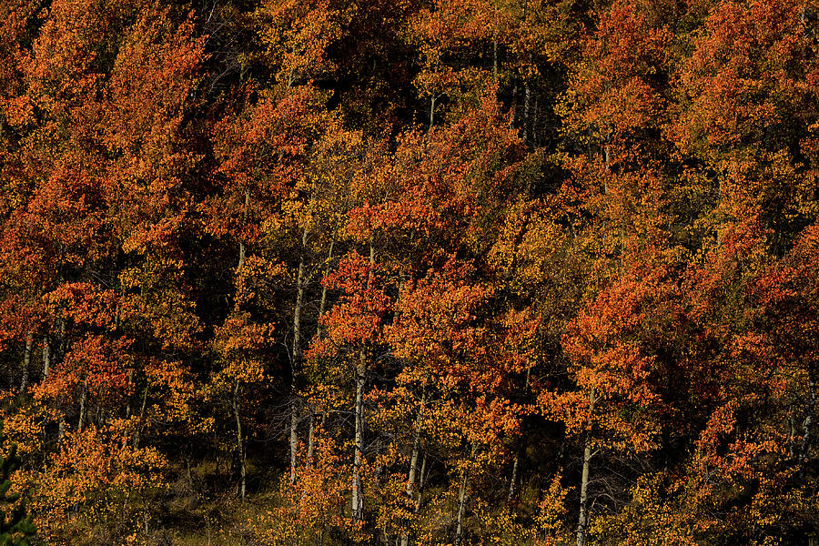Wyoming Fall Red Aspen Trees Photograph by Julieta Belmont