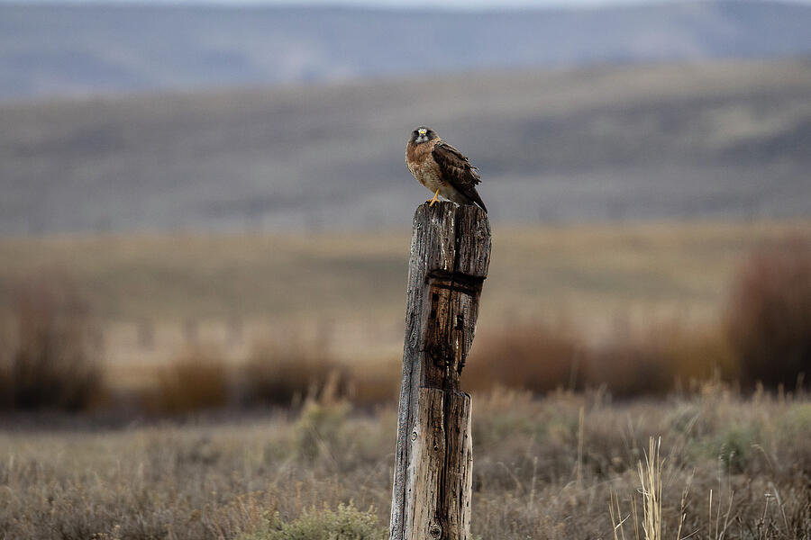 Wyoming Hawk on a Post With Character Photograph by Lee and Renee Walsh Wyoming Hawk on a Post With Character Photograph by Lee and Renee Walsh