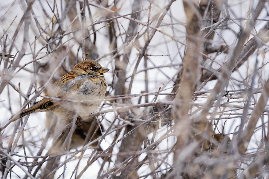 Wyoming House Sparrow Photograph by Julieta Belmont - Fine Art America