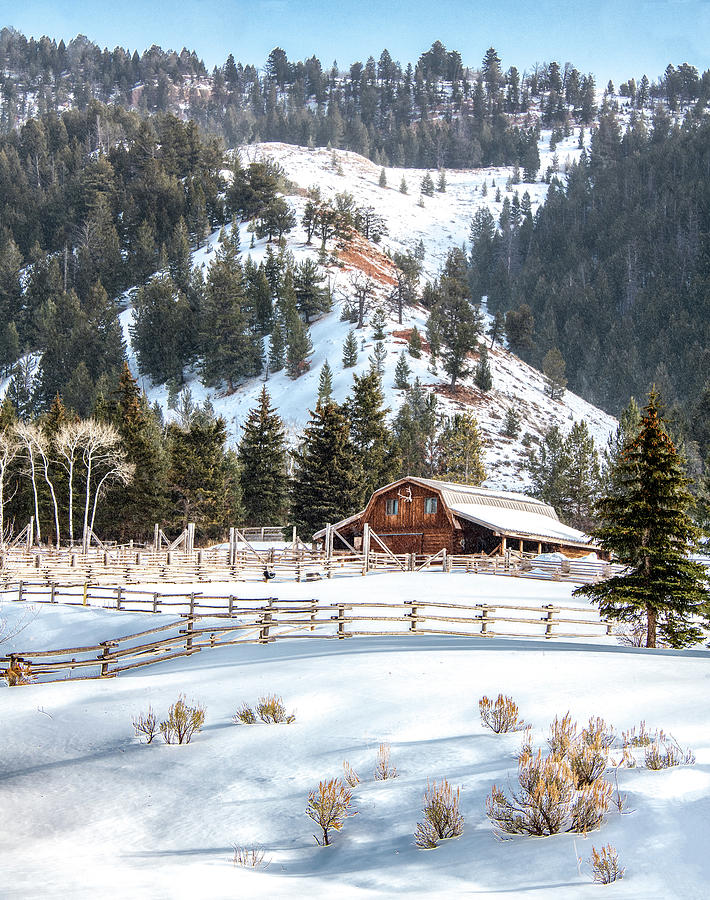 Wyoming in Winter, Vertical Photograph by Marcy Wielfaert