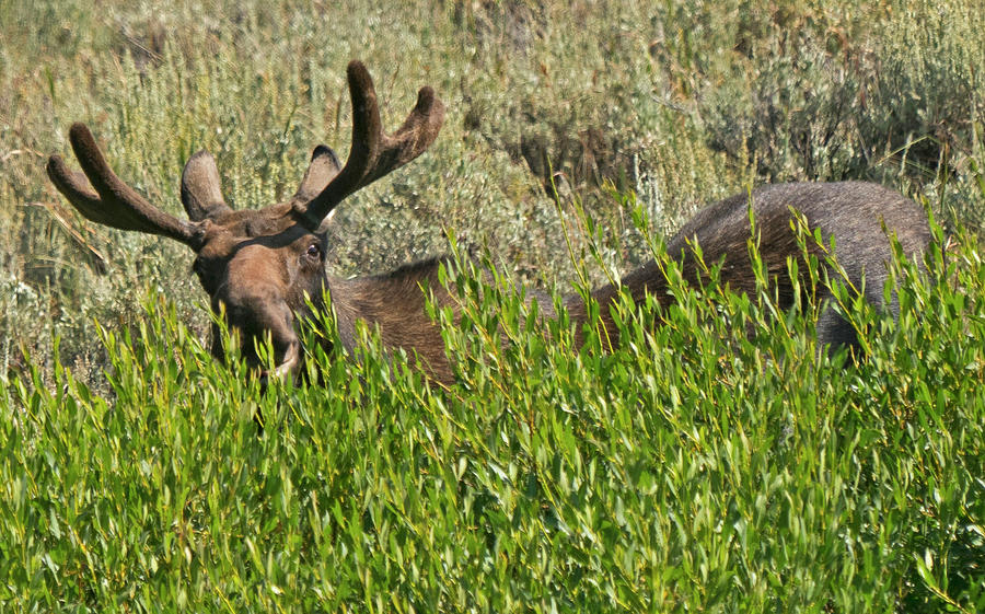 Wyoming Moose Photograph by Rick Wilking