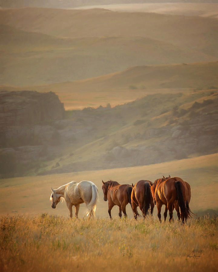 Wyoming Morning Photograph by Phyllis Burchett