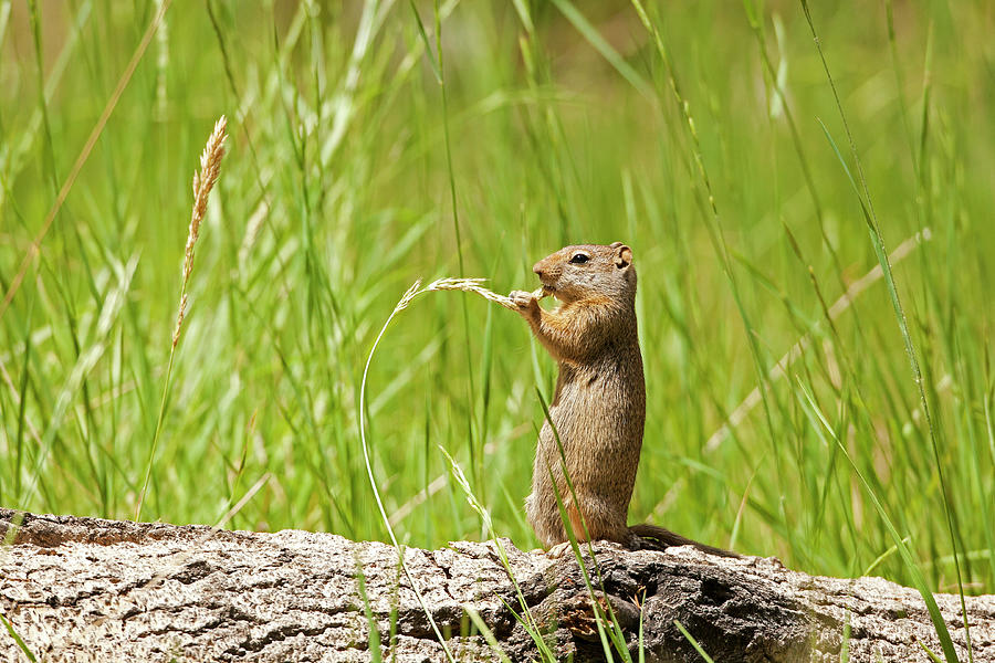 Wyoming Pocket Gopher 7682 Thomomys clusius Photograph by Michael