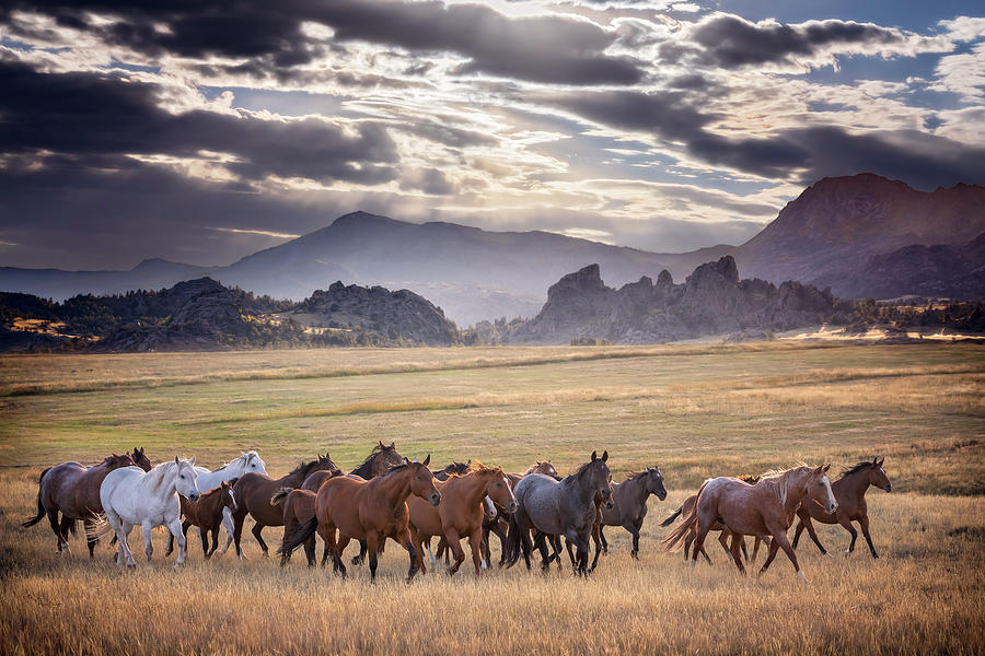 Wyoming Ranch Horses Photograph by Phyllis Burchett