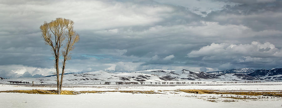 Wyoming Spring Photograph by Randall Evans