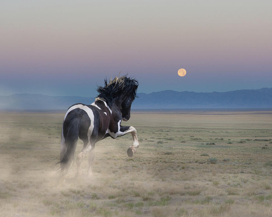 Wild Stallion Photograph - Wyoming Wild Mustang at Sunrise by Rewild The Wild