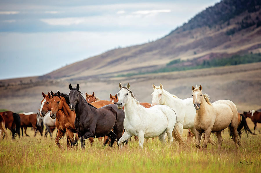 Wyoming Wild Photograph by Phyllis Burchett