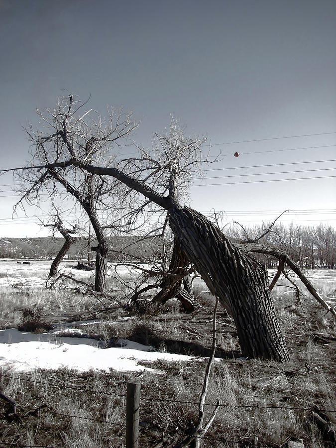 Wyoming Wind Blown Trees  Photograph by Cathy Anderson