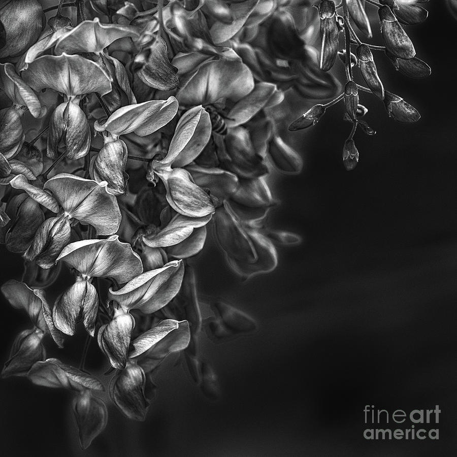 Wysteria bnw  Photograph by The P