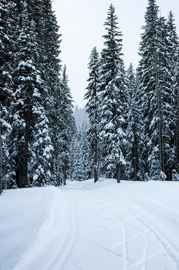 X-Country Wonderland Photograph by Sisu Photography | Fine Art America