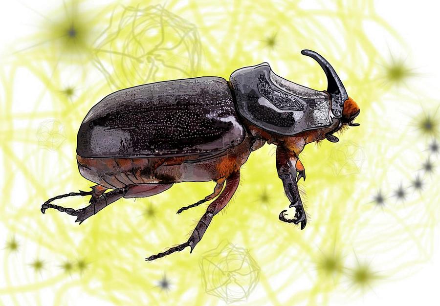 X is for Xylotrupes Ulysses aka Rhinoceros Beetle Drawing by Joan Stratton