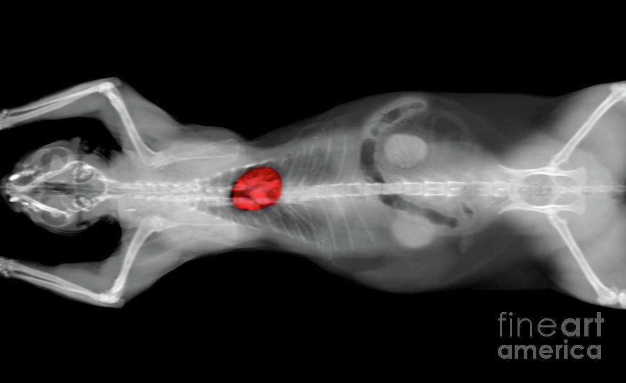 x ray CT scan of a cat heart Photograph by Benny Marty