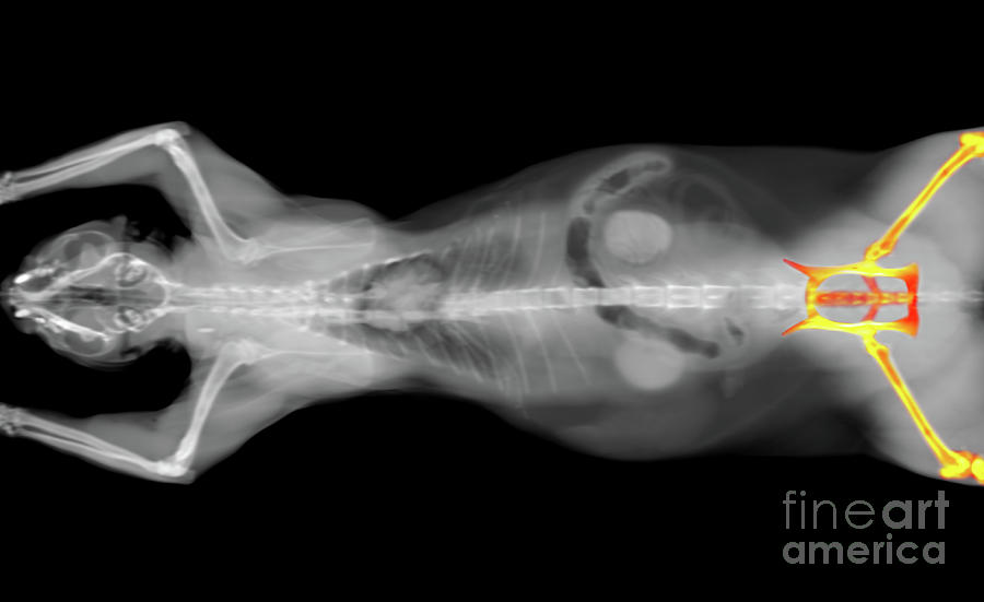 x ray CT scan of a cat hip bone Photograph by Benny Marty