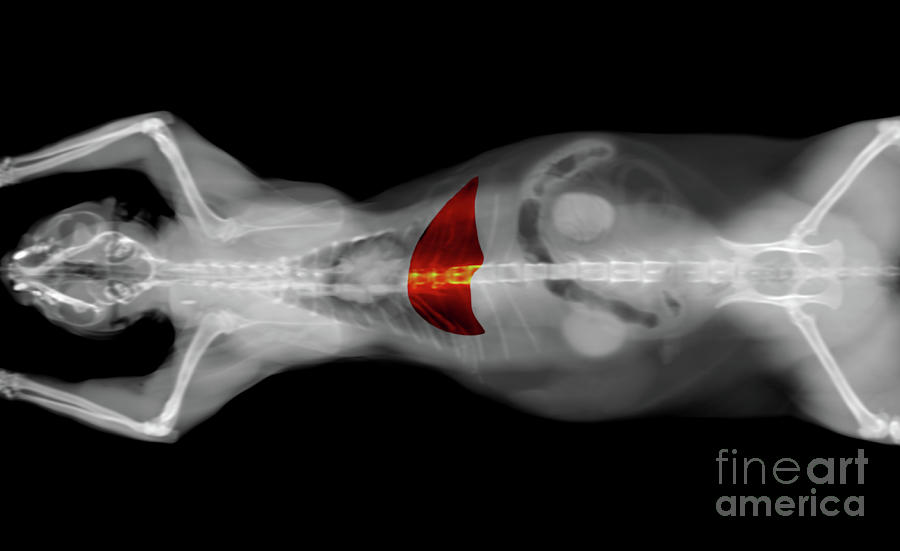 x ray CT scan of a cat liver Photograph by Benny Marty