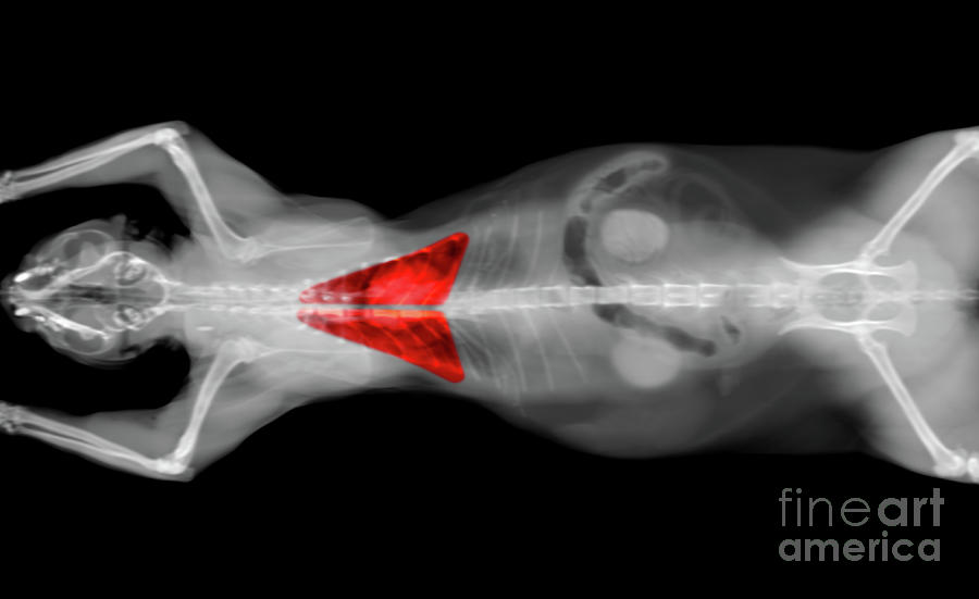 x ray CT scan of a cat lungs Photograph by Benny Marty