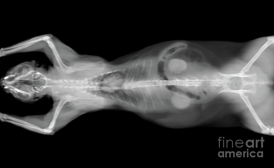 x ray CT scan of a cat organs Photograph by Benny Marty