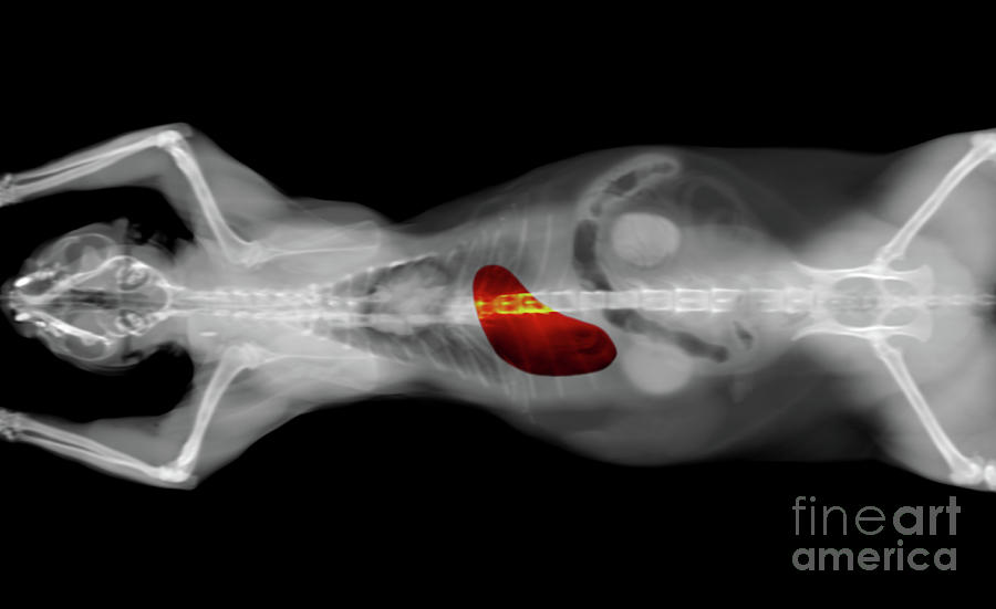 x ray CT scan of a cat stomach Photograph by Benny Marty