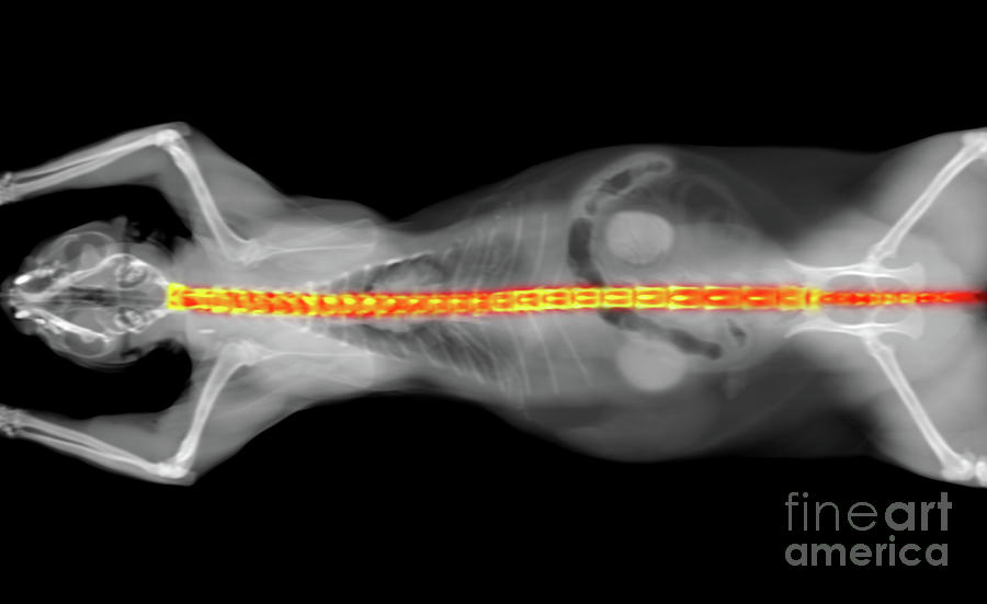 x ray CT scan of a cat vertebral column Photograph by Benny Marty