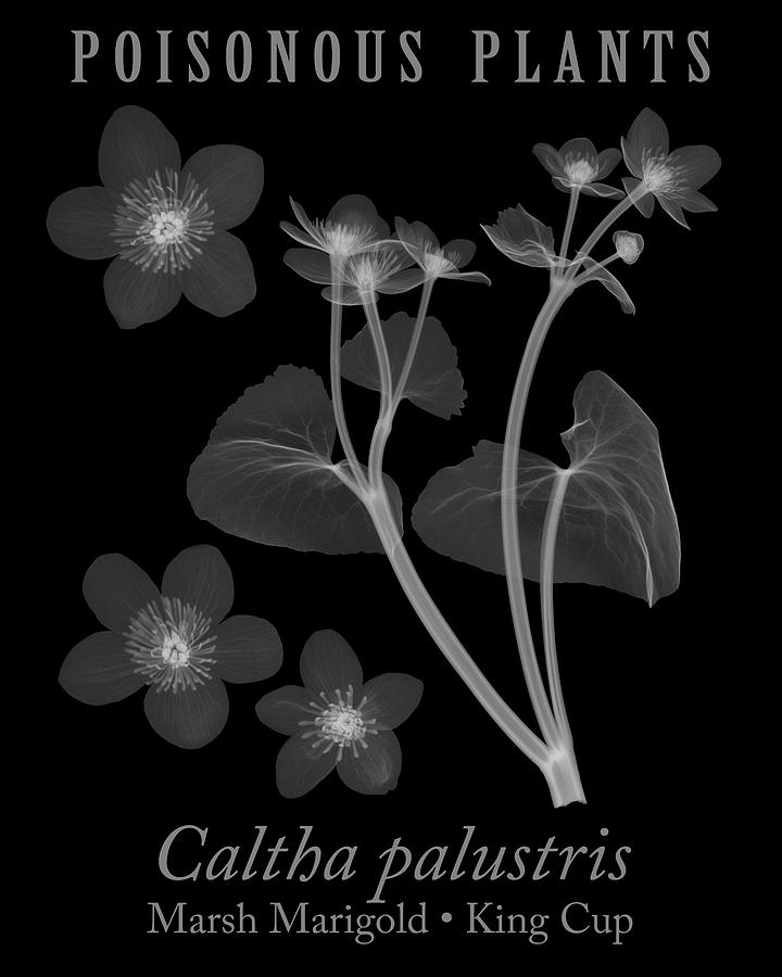 Xray image of Marsh Marigold in a poisonous plants poster on bl