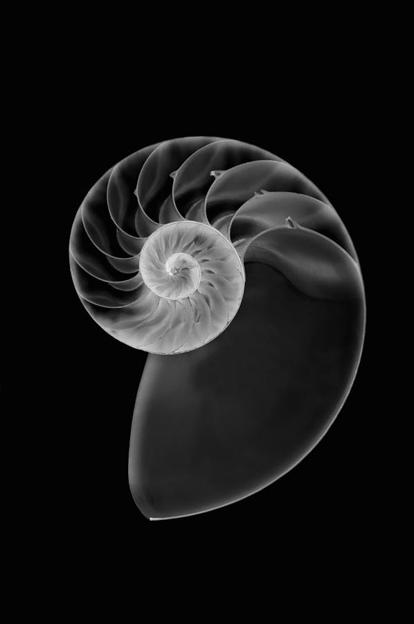 X ray of a nautilus shell (Nautilidae sp.) Photograph by Mike Hill