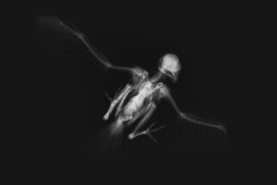 X-ray of bird skeleton Photograph by Choja