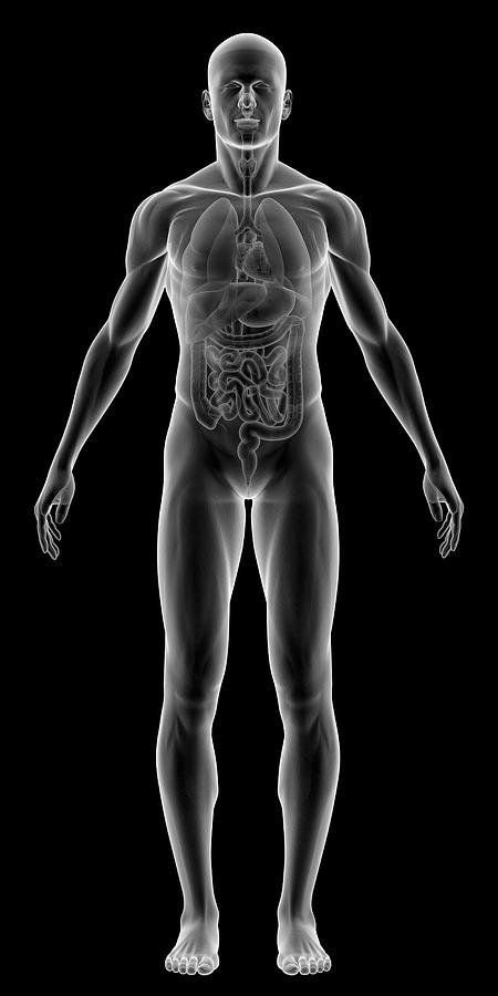 X-ray of human body with internal organs Photograph by Angelhell