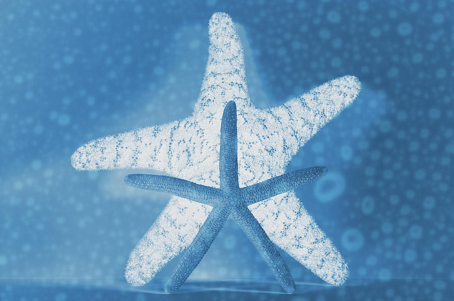 X-Ray Starfish Photograph by Angie Tirado