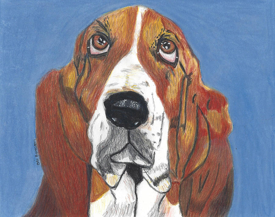 Xavier the Basset Hound Drawing by Ali Baucom