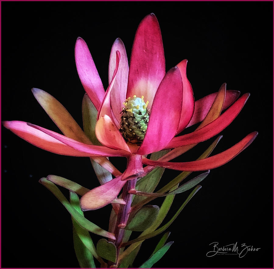 Xerochrysum  Beauty Photograph by Barbara Zahno