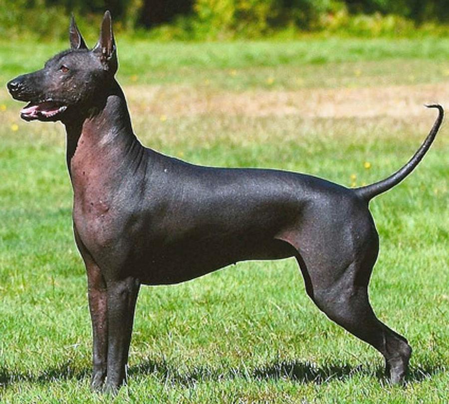 Xolo Anubus Breed In Ancient Mexico Hairless Dog Digital Art by Marie