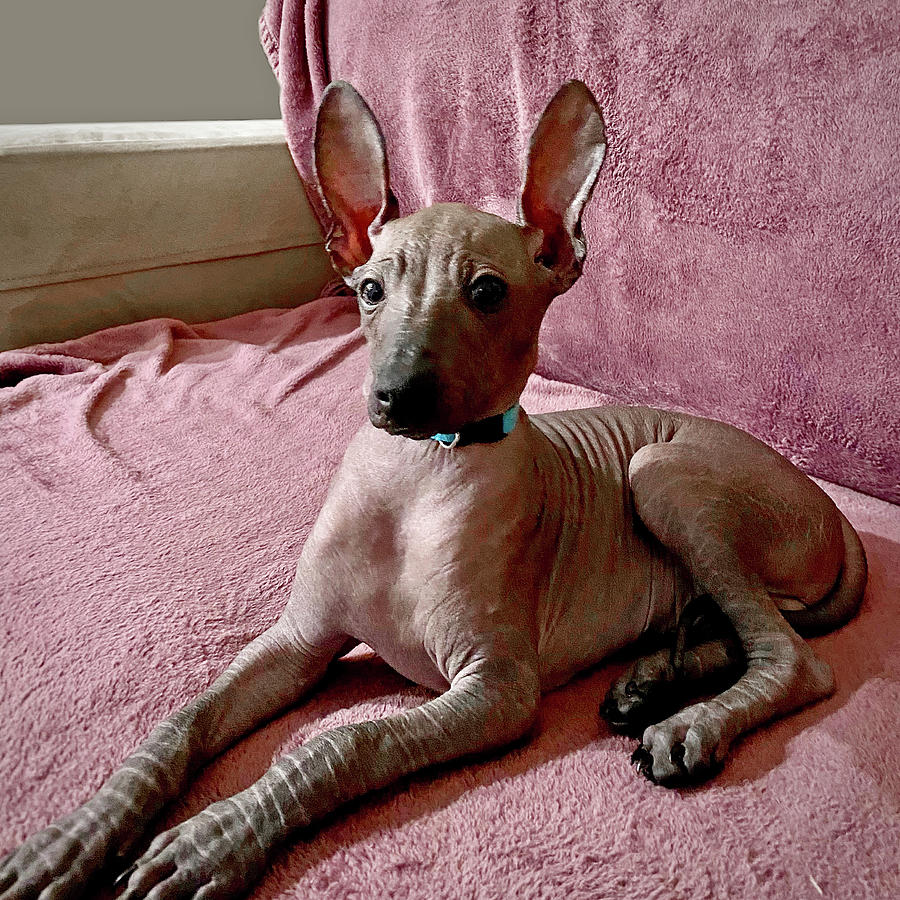 Xolo Puppy 4 Photograph by Masha Batkova
