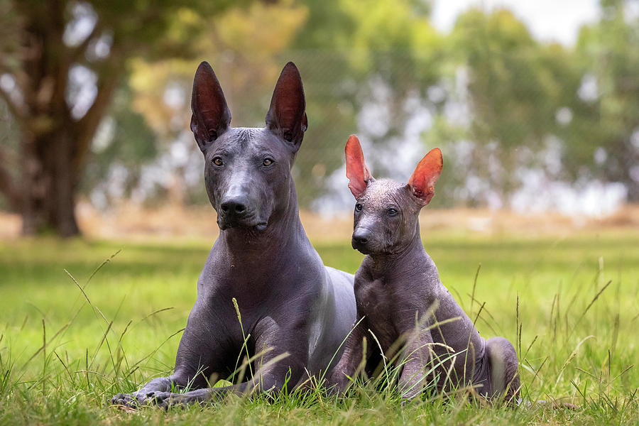 Xoloitzcuintli and Puppy Photograph by Diana Andersen