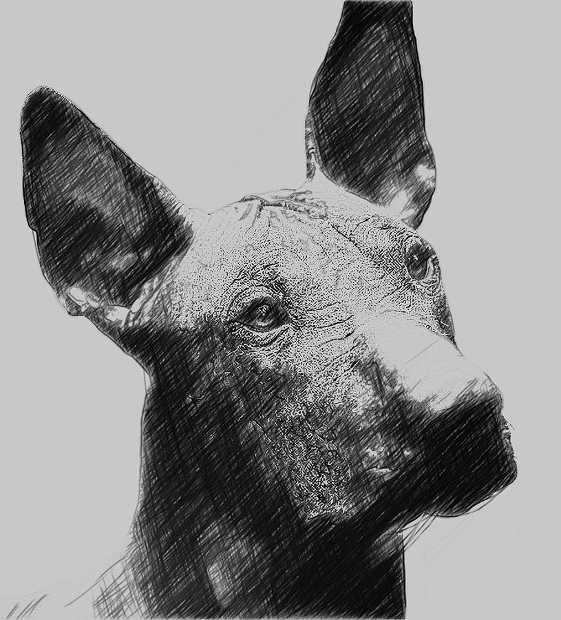 Xoloitzcuintli Dog Digital Art by Bob Smerecki Fine Art America