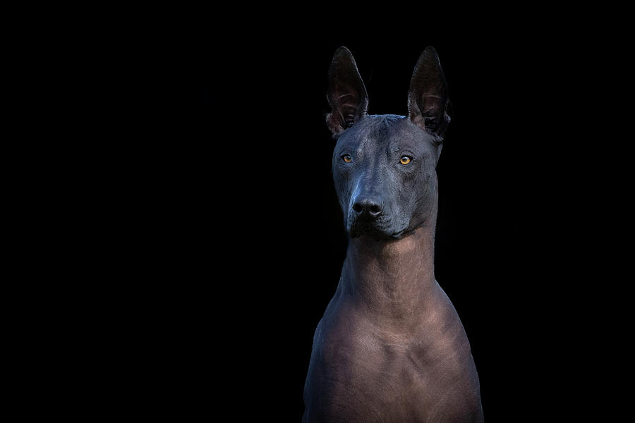 Xoloitzcuintle Portrait Photograph by Diana Andersen