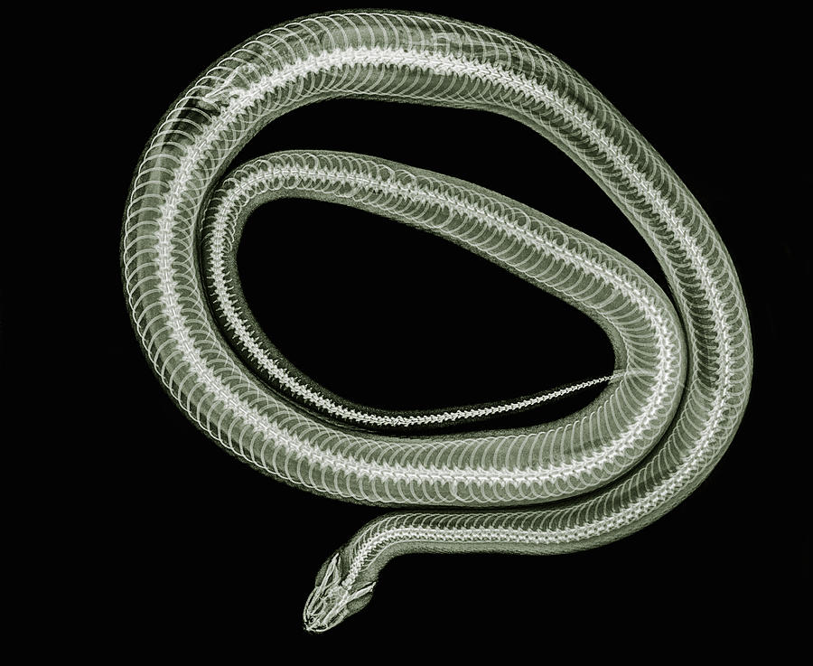 Xray image of coiled snake Photograph by Cultura/PhotoStock-Israel