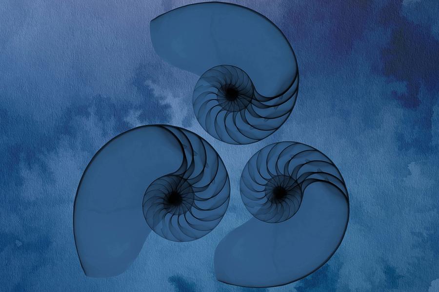 Xray Nautilus on Blue Digital Art by Susan Molnar