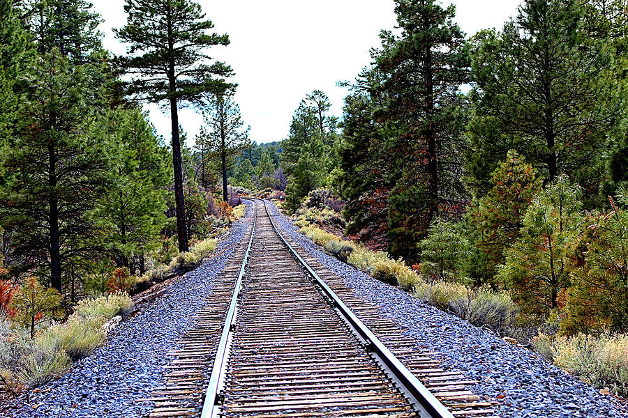 Tree Mixed Media - Tracks In Kaibab National Forest by Gayle Berry