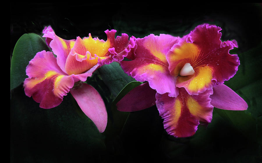 Flower Photograph - Colorful Cattleya Duet by Jessica Jenney