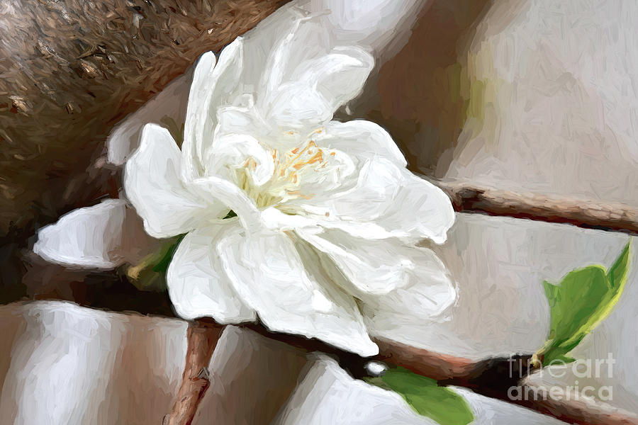 Yaezakura a White Cherry Blossom Photograph by Diana Mary Sharpton