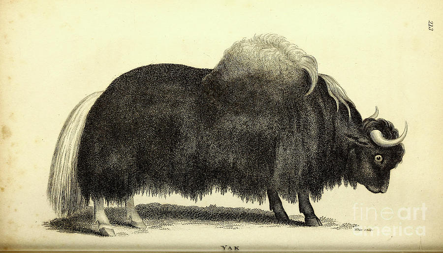 Yak By Shaw q1 Drawing by Historic illustrations Fine Art America