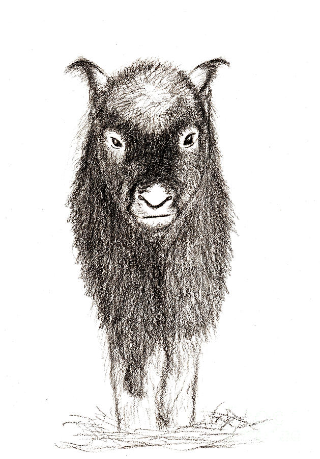 yak calf drawing by laughing seal yak calf by laughing seal