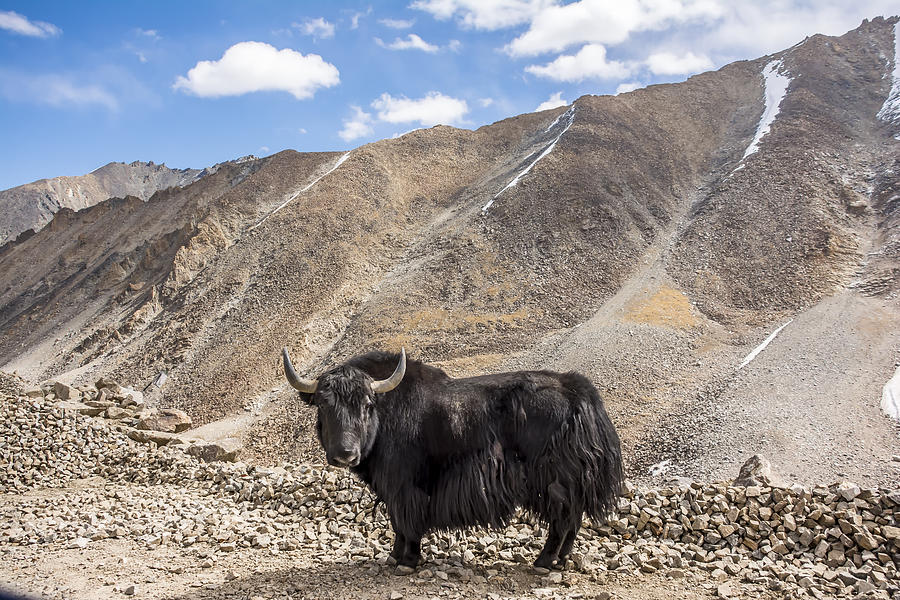 Yak can be found in Ladakh region, India. Photograph by Kriangkrai Thitimakorn